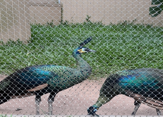 2mm ワイヤー直径 304L ステンレス鋼ロープ網 動物園の動物園用