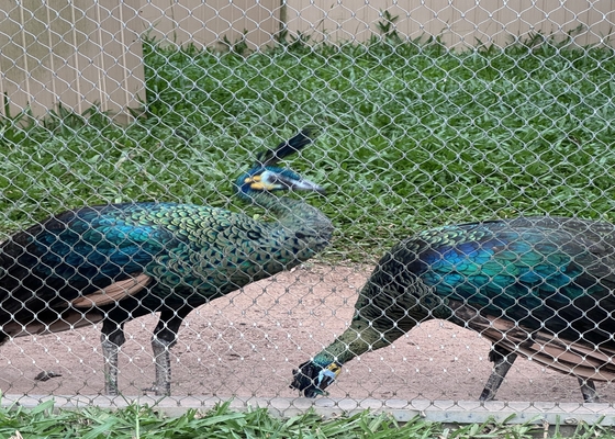 2mm 直径 316 316l ステンレス鋼のワイヤロープ網 動物園の動物園用