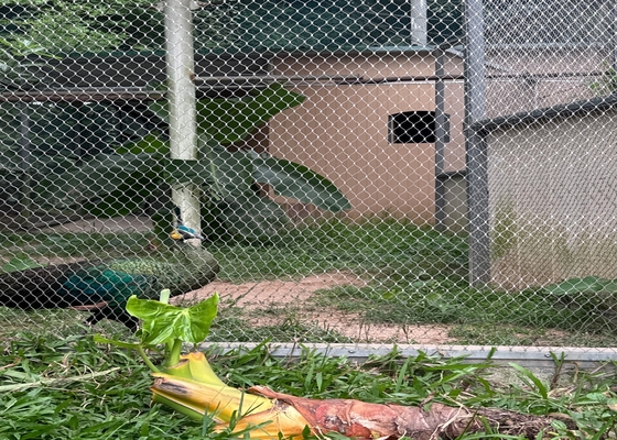 高強度 2mm 直径のワイヤロープ網 安全な動物園の動物飼育場のために